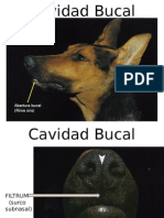 Cavidad Bucal