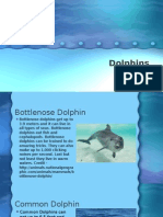 Dolphins Ocean