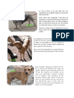  Imágenes y descripción de los perros que estarán en TresAguas el domingo buscando hogar
