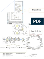 Bioquimica Vias Metabolicas