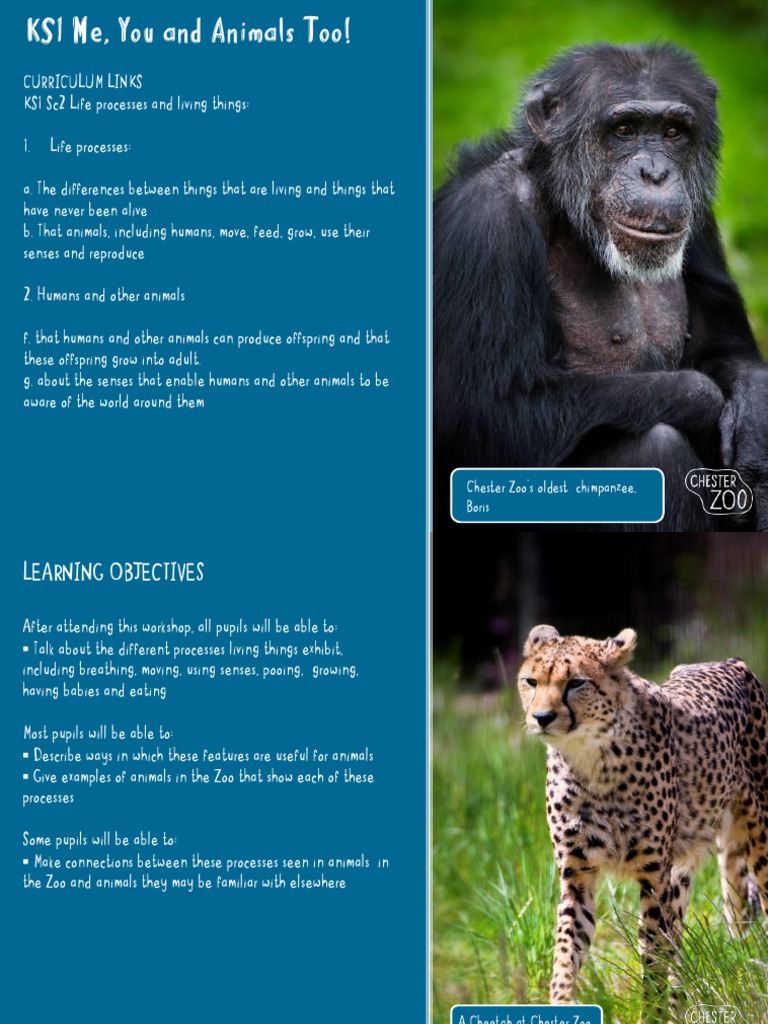 Chester Zoo's Oldest Chimpanzee, Boris | PDF | Zoo | Orangutan
