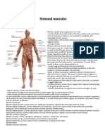 Sistemul Muscular