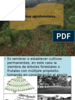 Presentacion Sistemas Agroforestales