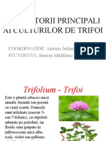 Dăunătorii Principali Ai Culturilor de Trifoi