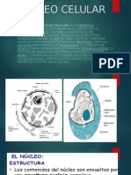 Nucleo Celular