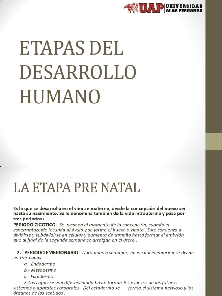 Etapas del Desarrollo Humano | PDF | Vejez | Adultos