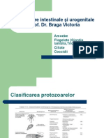 Curs II Protozoare Intestinale Şi Urogenitale 4