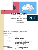 Neuroanatomi Aries