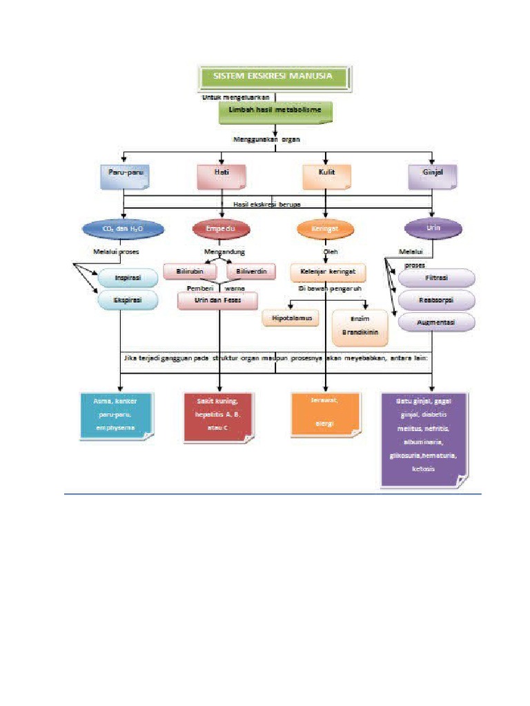 Peta Konsep Sistem Ekskresi Pdf
