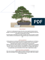 Estilos y metodología ilustrada para el cultivo de Bonsais