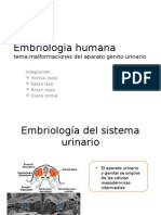 Embriologia Humana Sistema Urinario