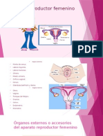 Aparato Reproductor Femenino