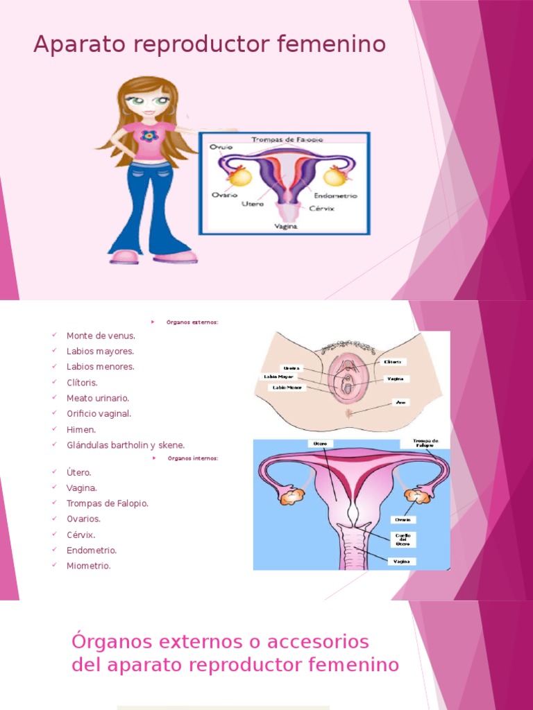 Aparato Reproductor Femenino Vagina Útero