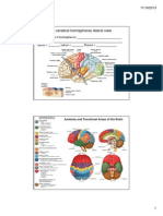 The Cerebral Hemispheres Lateral View