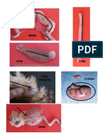 Imagenes de Fisiologia Aviar Reproductor Aviar