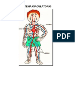 Sistema Circulatorio