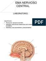 Guia SISTEMA NERVIOSO CENTRAL 2014