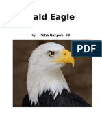 Bald Eagle: by Taha Qayyum 5D