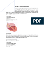 Sistema de Conduccion Cardiaco