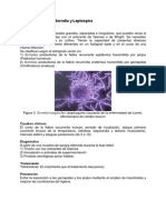 33. Leptospira