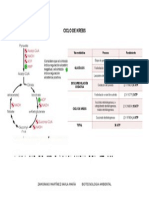 Ciclo de Krebs