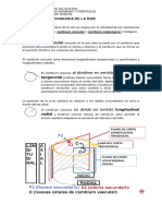 7 Raiz Estruct Secundaria