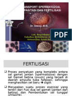 Transfort Sperma, Kapasitasi Dan Fertilisasi