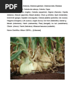 Ewe Àlùbósà, Àlùbósà Gàmbàrí, Àlùbósà Kétá, Èlùbásà -Cebola-De-cabeça, Cebola, Cepa