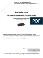 Descripcion_y_Cria_PALEMBUS_ULOMOIDES_DERMESTOIDES_Gorgojo_de_la_harina.pdf