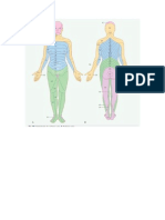 Cutaneous Innervation of Lower and Upper Limbs