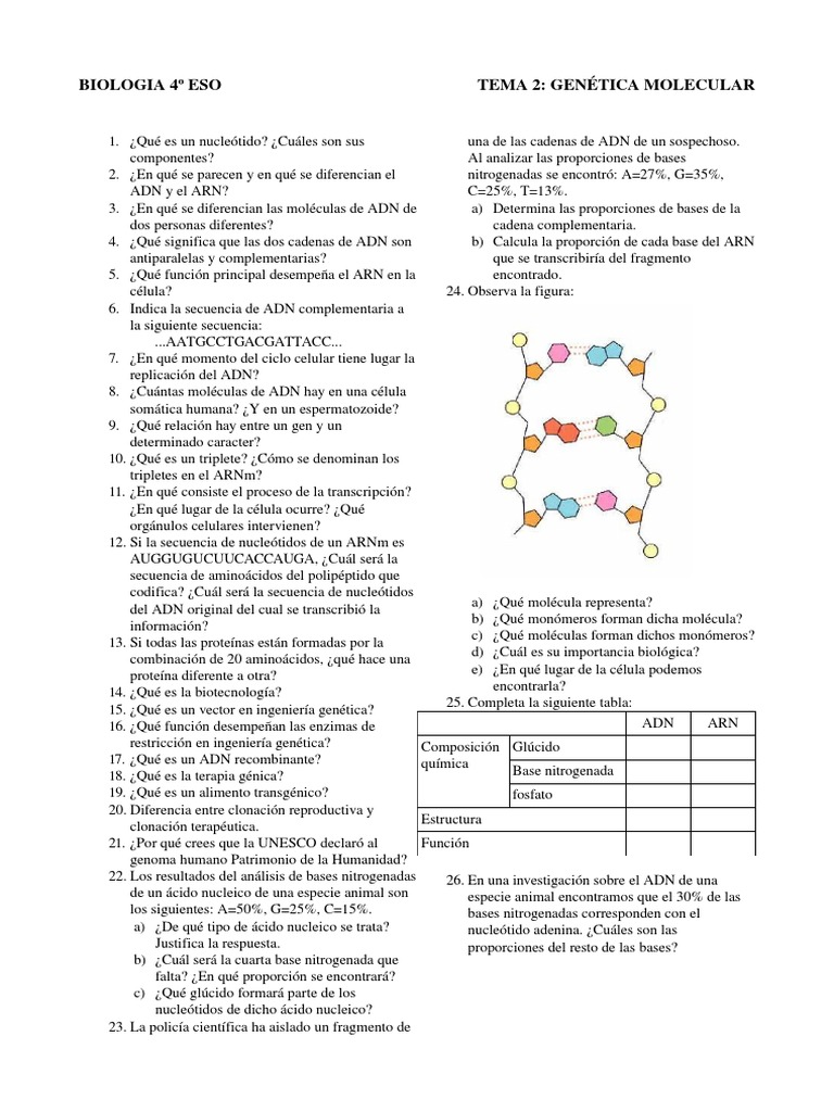 Ejercicios de Genética Molecular 4º ESO | PDF | Adn | Genética