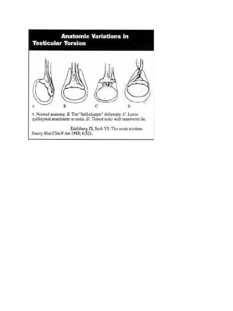 Refleks Kremaster dan Torsio Testis | PDF
