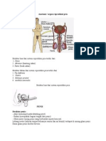 Anatomi Genitalia Pria
