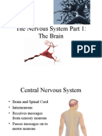 structures of nervous system