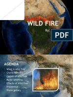 Wildfire in The World
