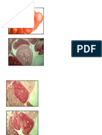 Imagenes sin rotular embrio 2 parcial.doc