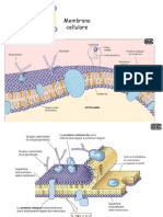Trasporti Di Membrana