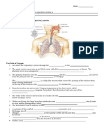 Guided Notes Respiratory System