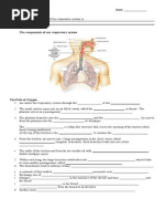 Guided Notes Respiratory System