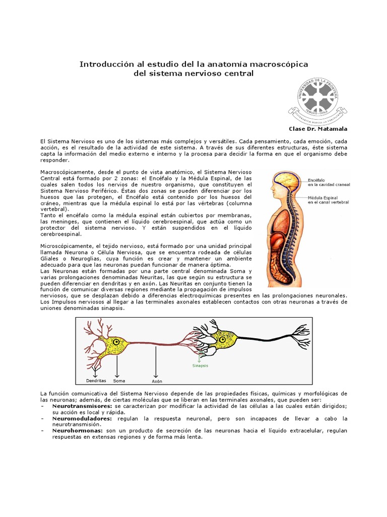 Apuntes de Neuroanatomía Básica | PDF | Sinapsis | Neurona