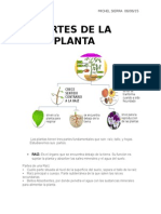 Las Plantas Tienen Tres Partes Fundamentales Que Son