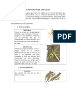 Clasificacion de Las Raices