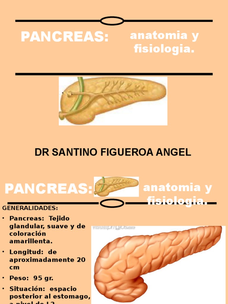 Pancreas | Organ (Anatomy) | Digestive System