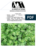 Propuesta de Un Método Eficiente, Económico y Casero para El Cultivo de Cannabis Con Fines Medicinales.