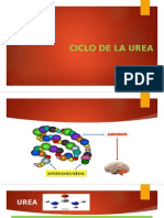 Ciclo de La Urea