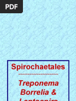Download Treponema Borrelia Leptospira by Daniel Reyes Maldonado SN267985030 doc pdf
