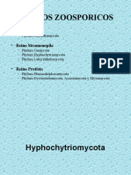 06 - HYPHOCHYTRIOMYCOTA