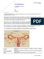 El Sistemel sistema reproductor humano