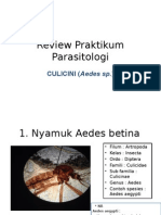 Review Praktikum Parasitologi (Aedes)