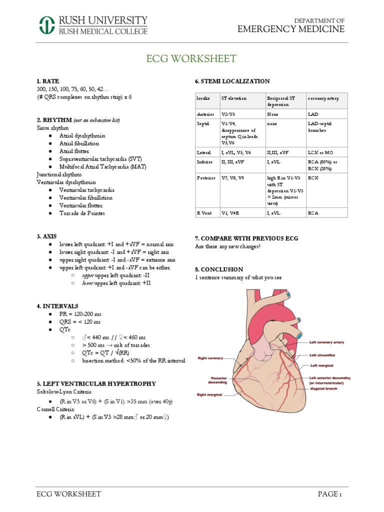 Ecg Worksheet Pdf Electrocardiography Cardiovascular Physiology